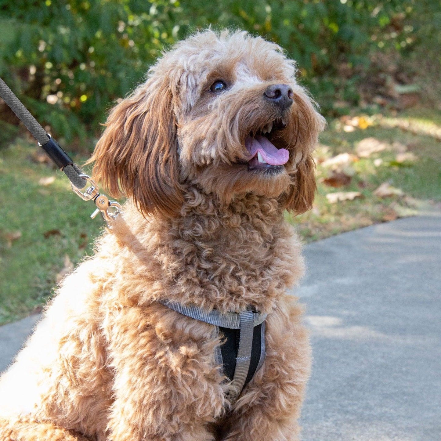 Step-in Dog Harness - EZ Does It